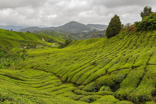 Trekking and Tea in the Cameron Highlands