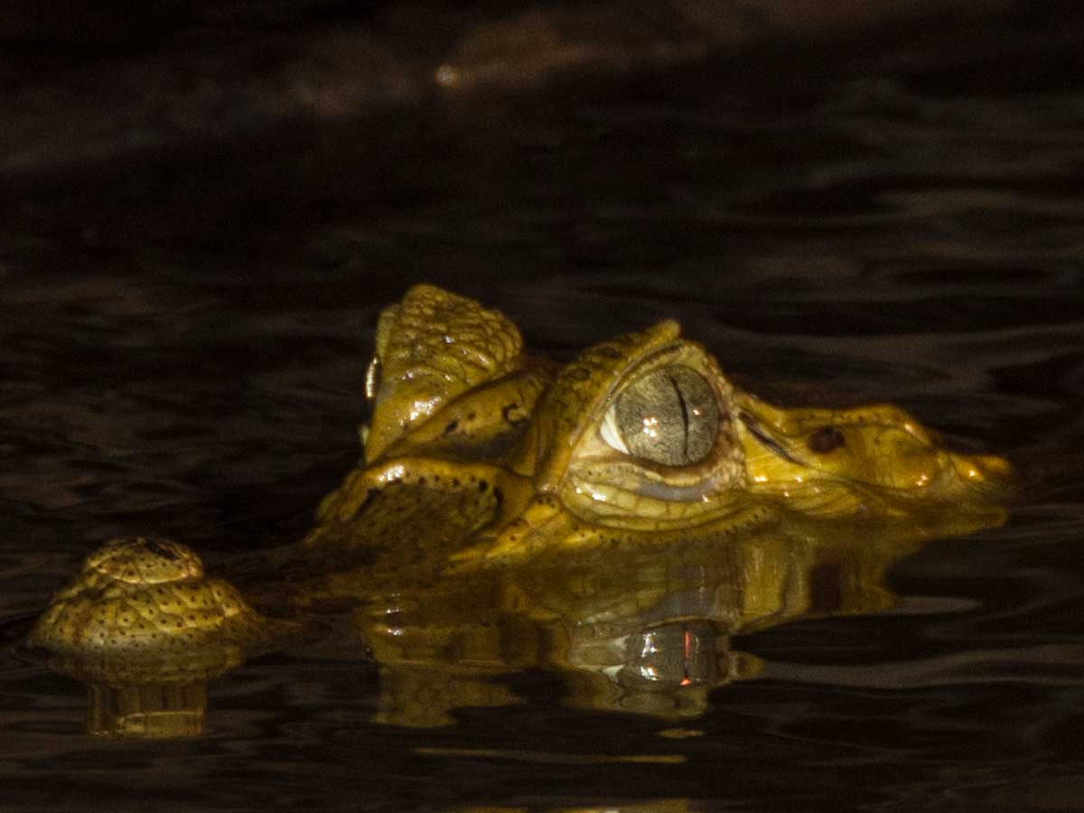 Caiman on the night time river cruise