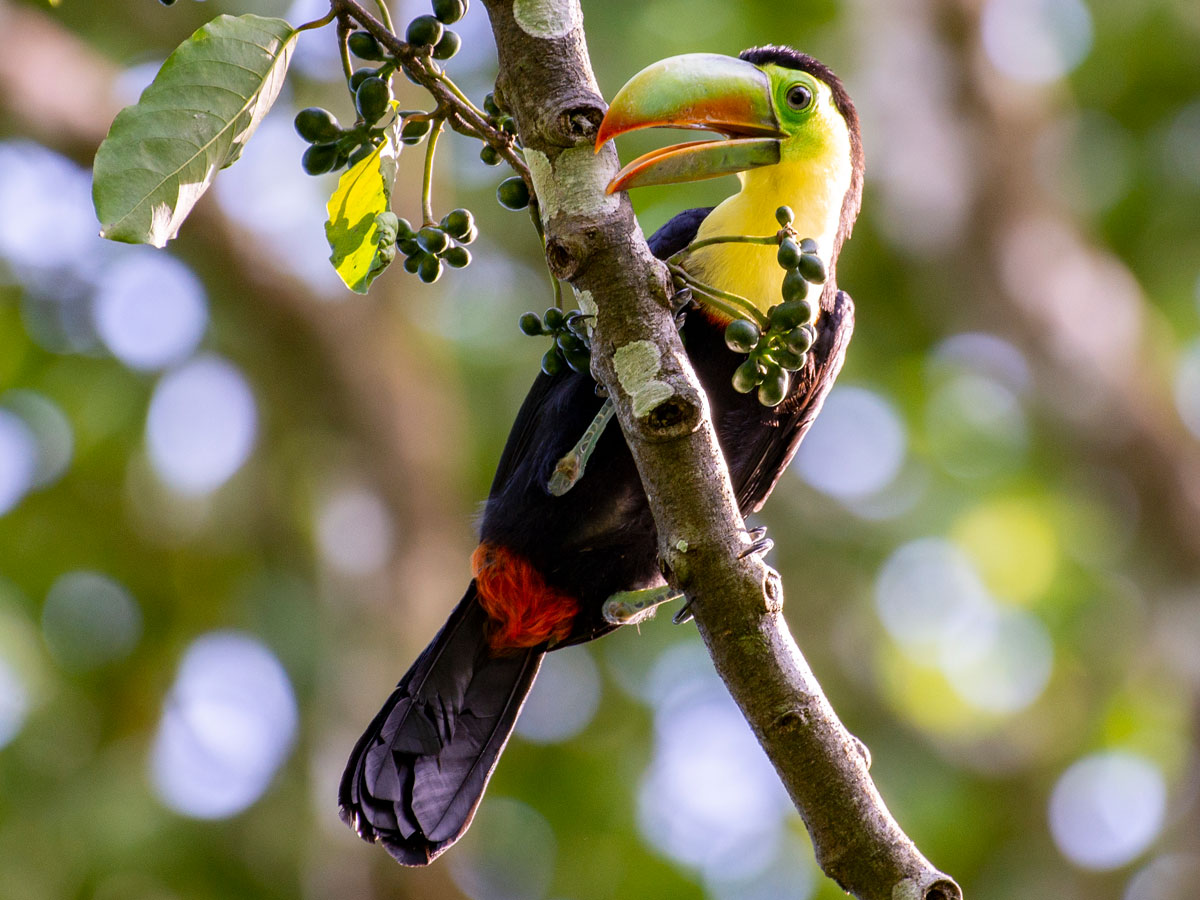 Keel-billed Toucan, in the grounds of Tortuga Lodge & Gardens
