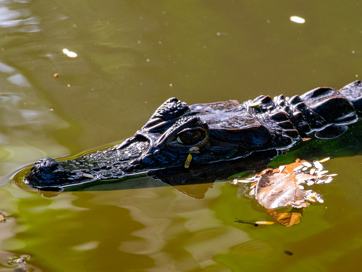 Spectacled Caiman, Tortuguero National Park