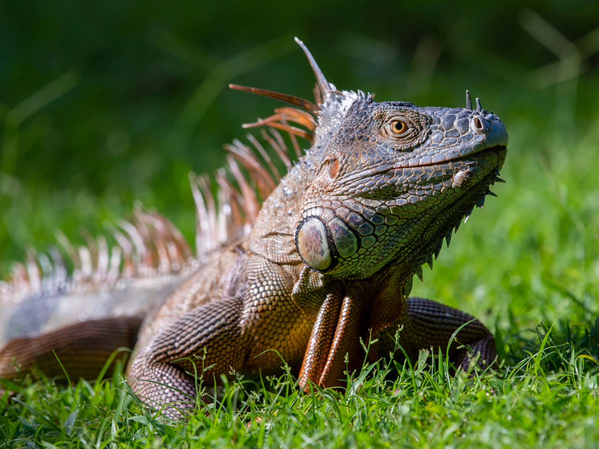 Iguana on the grass outside reception at Tortuga Lodge & Gardens