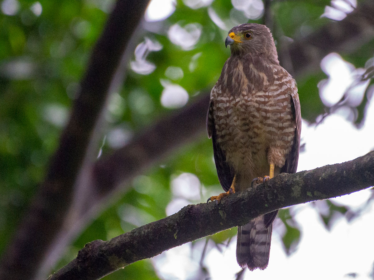 Roadside Hawk, in the grounds of Tortuga Lodge & Gardens