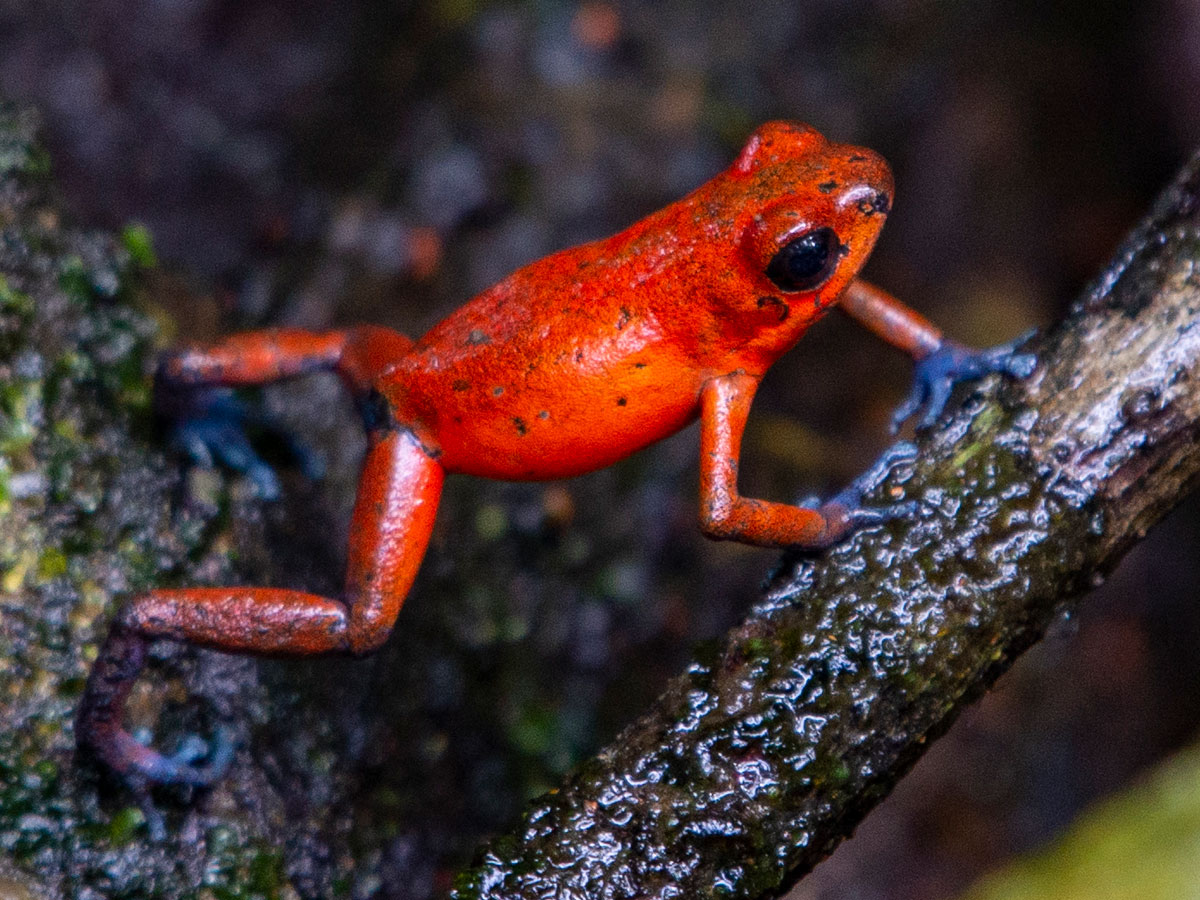 A Strawberry Poison Dart Frog in the grounds of Tortuga Lodge & Gardens