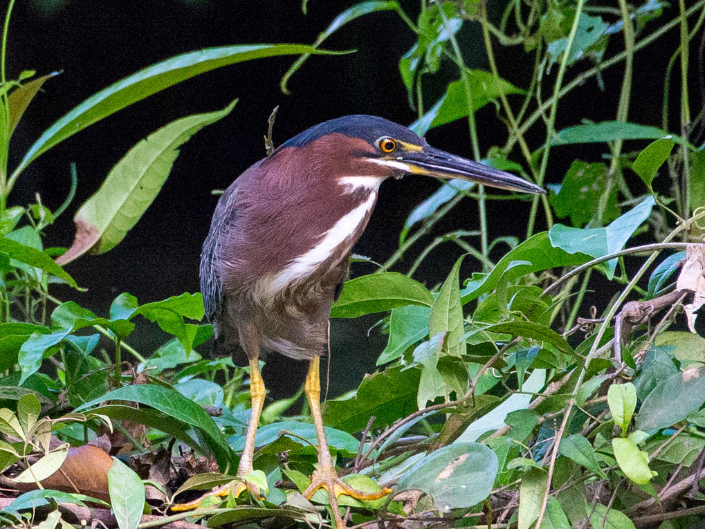 Green Heron, Tortuguero National Park