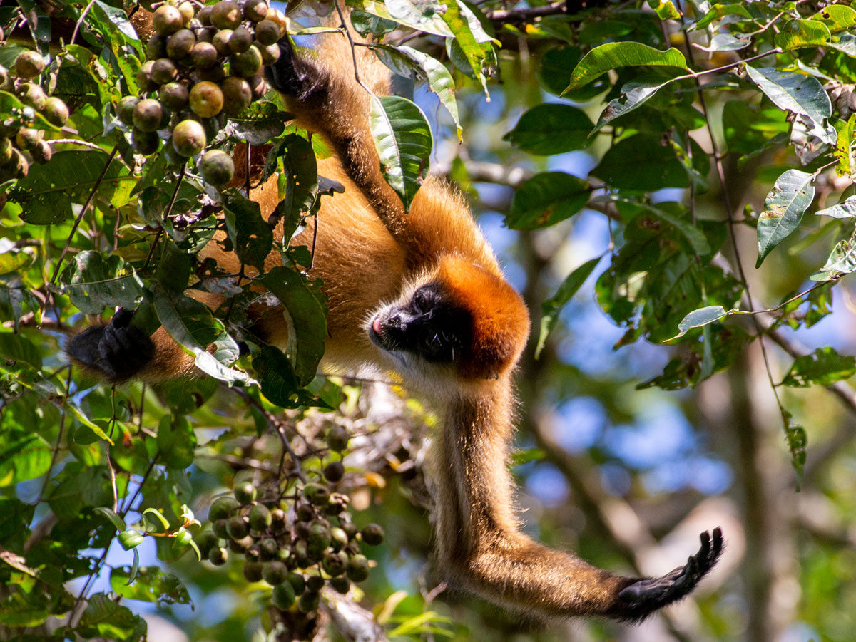 Spider Monkey, Tortuguero National Park